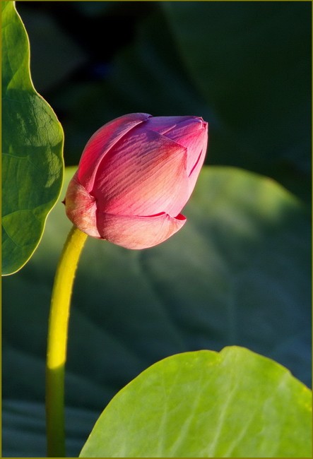 Lotus at Dawn 